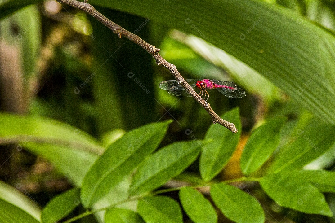 Insetos brasileiros ao ar livre.