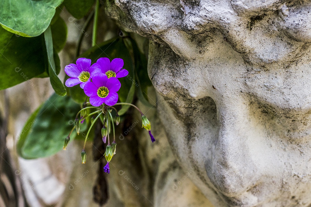 Plantas ao ar livre brasileiras.