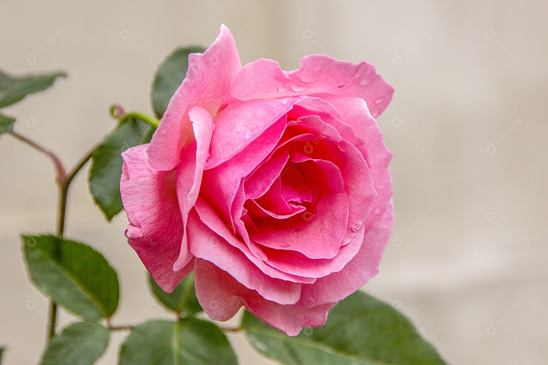 Rosas cor de rosa brasileira.