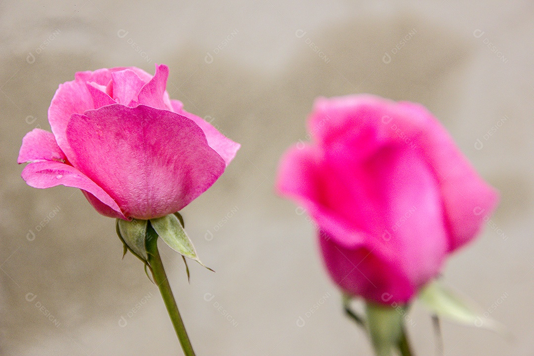 Rosas cor de rosa brasileira.