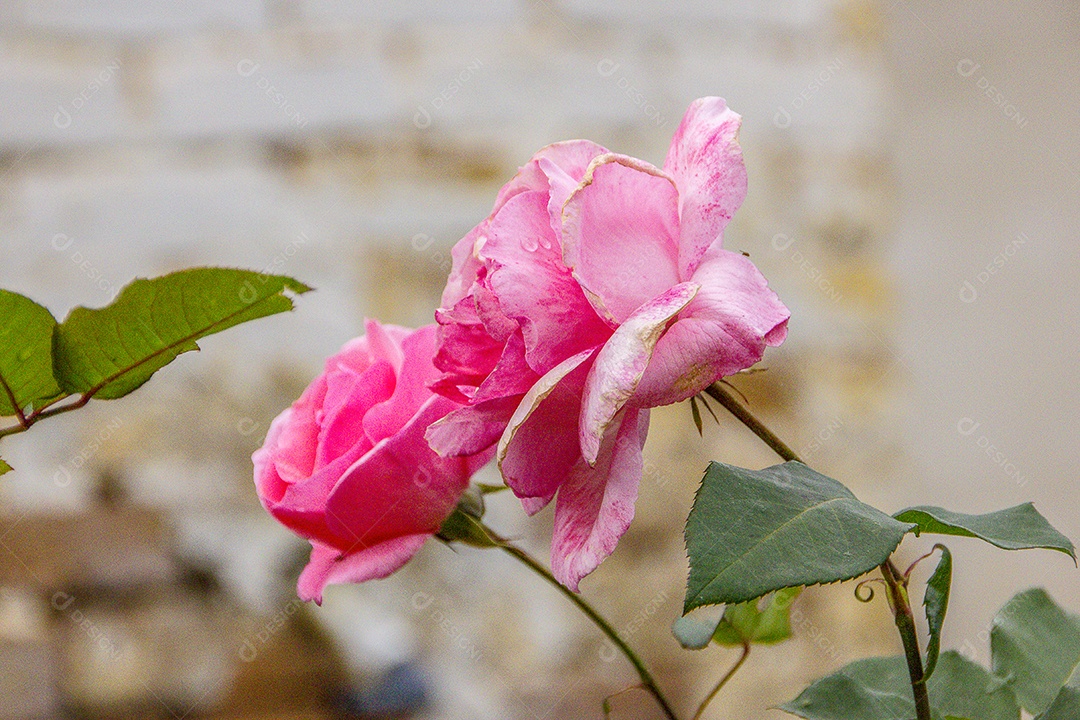Rosas cor de rosa brasileira.