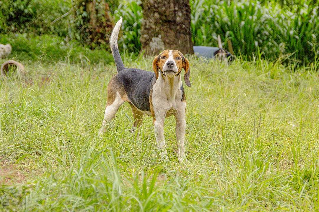 Cão popularmente conhecido como vira-lata.