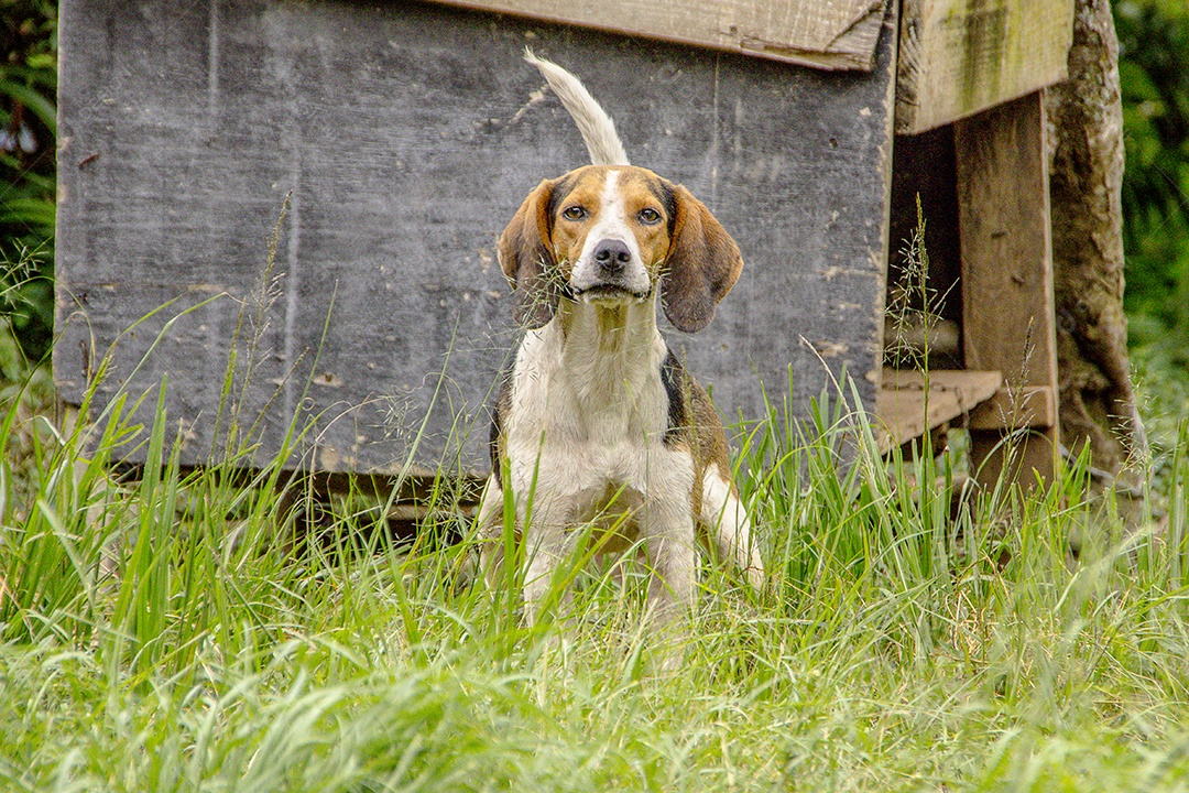 Cão popularmente conhecido como vira-lata.