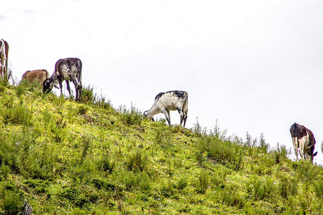 Vacas e boi brasileiro.