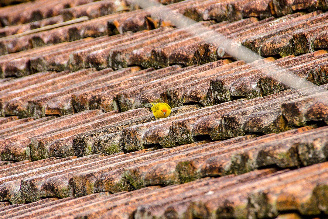 Aves brasileiras ao ar livre.