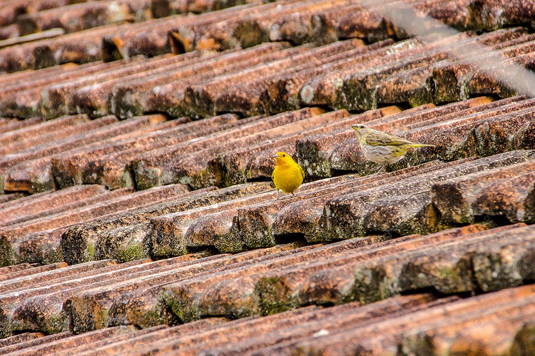 Aves brasileiras ao ar livre.