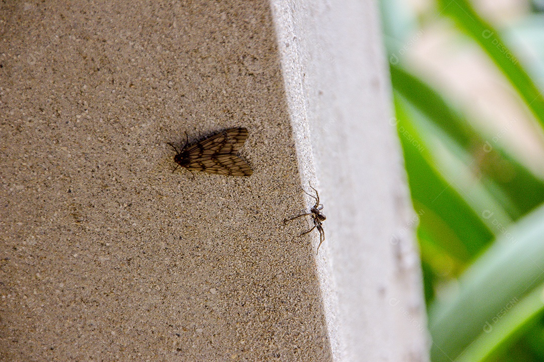 Borboletas e insetos.