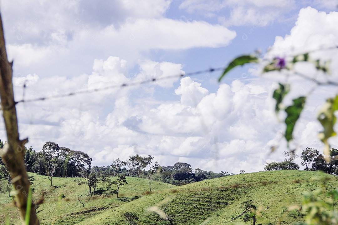 Minas de pinheiros geral Brasil.