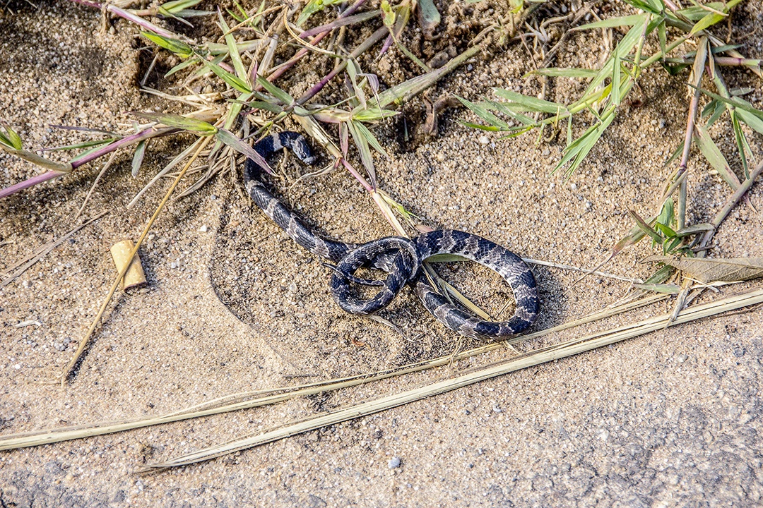 Cobras ao ar livre brasileiras.