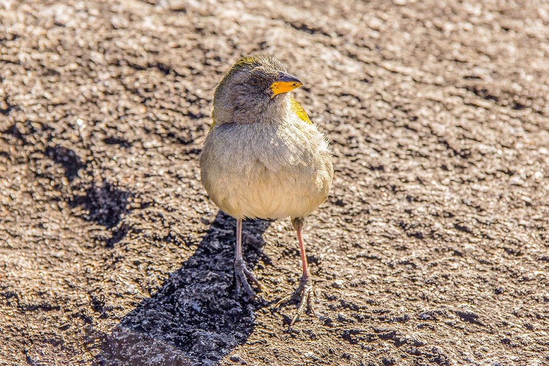Aves brasileiras ao ar livre.