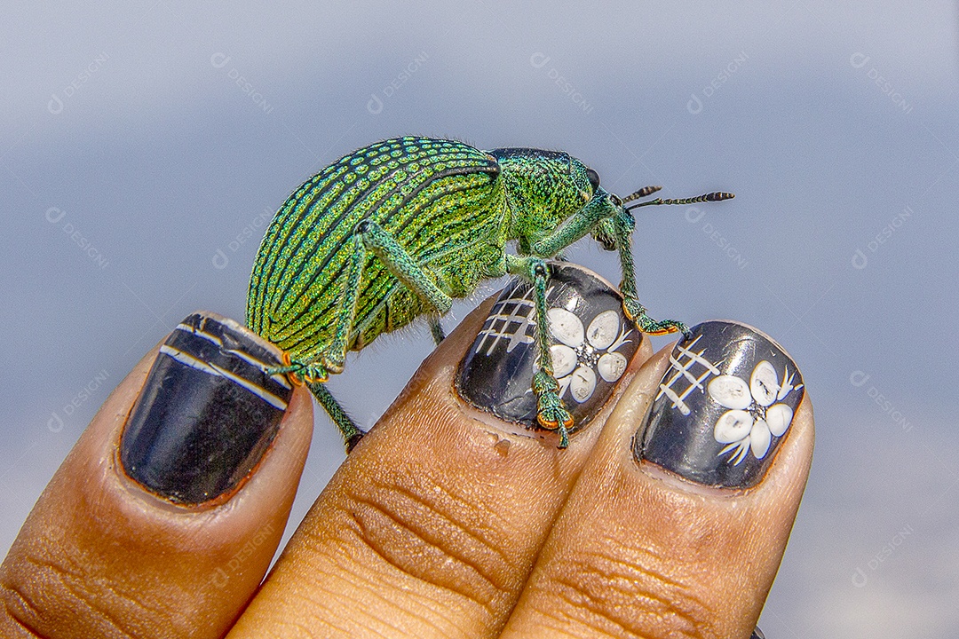 Insetos ao brasileiro ar livre.