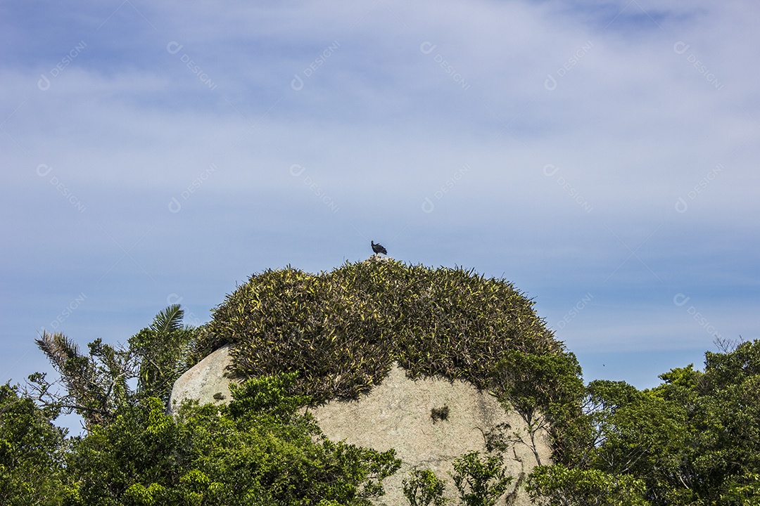 Urubu solitário em cima de pedra.