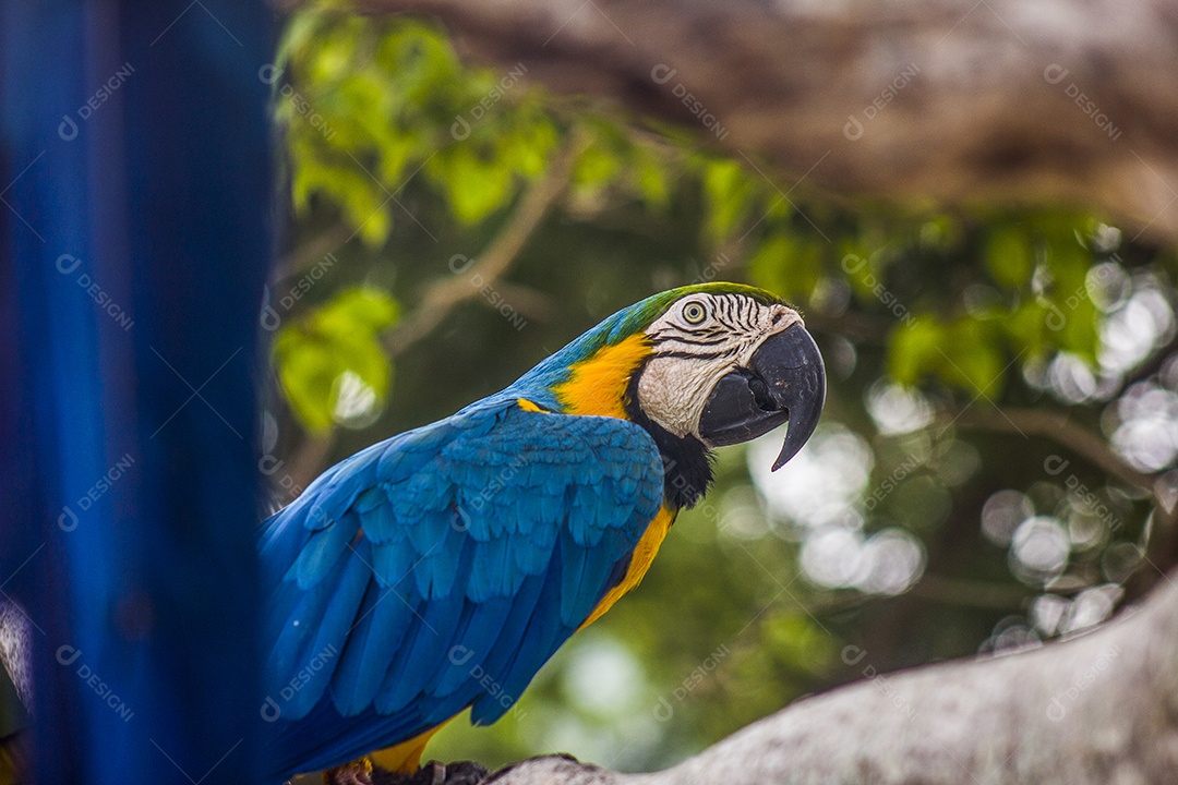 Aves brasileiras ao ar livre.