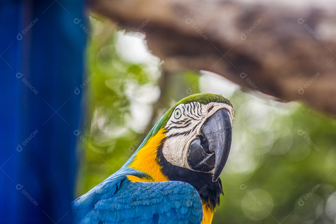 Aves brasileiras ao ar livre.