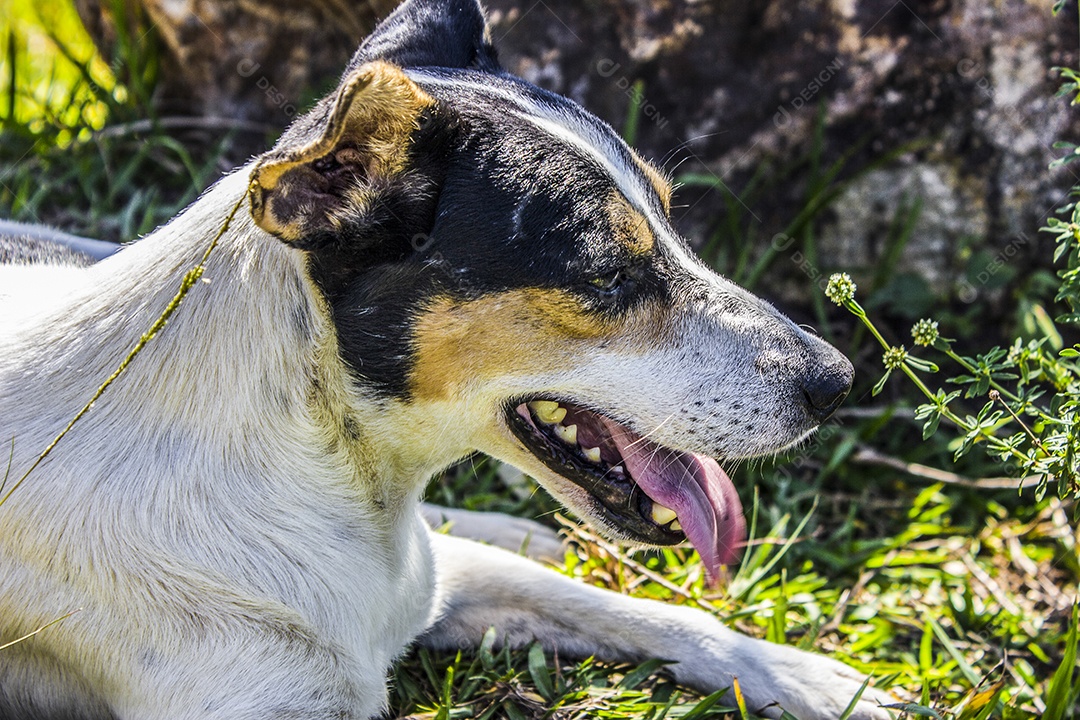 Cão popularmente conhecido como vira-lata.