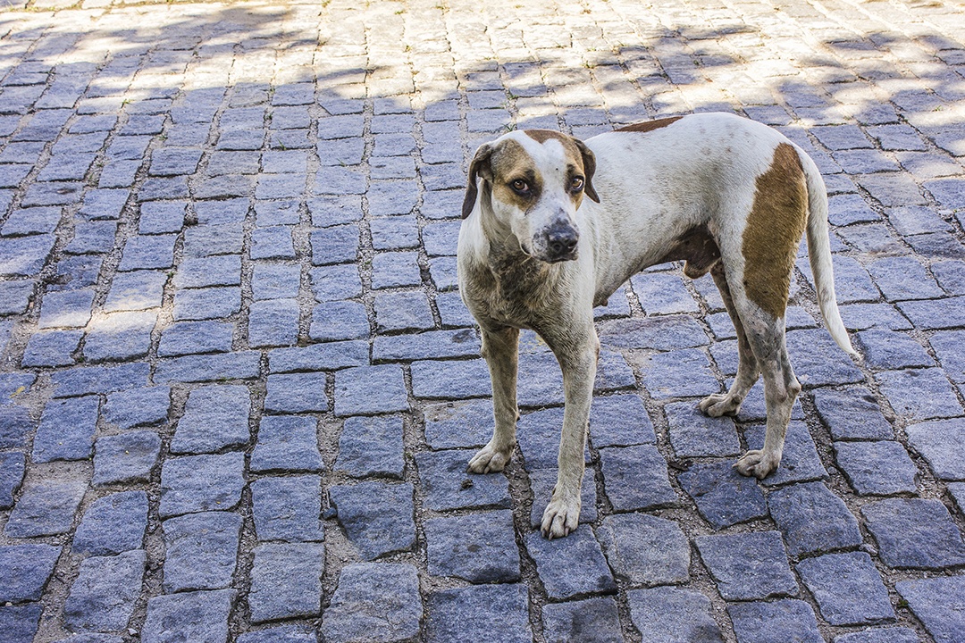 Cão popularmente conhecido como vira-lata.