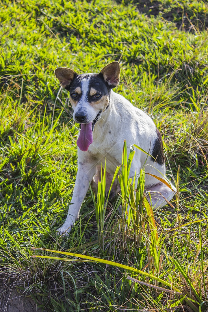 Cão popularmente conhecido como vira-lata.