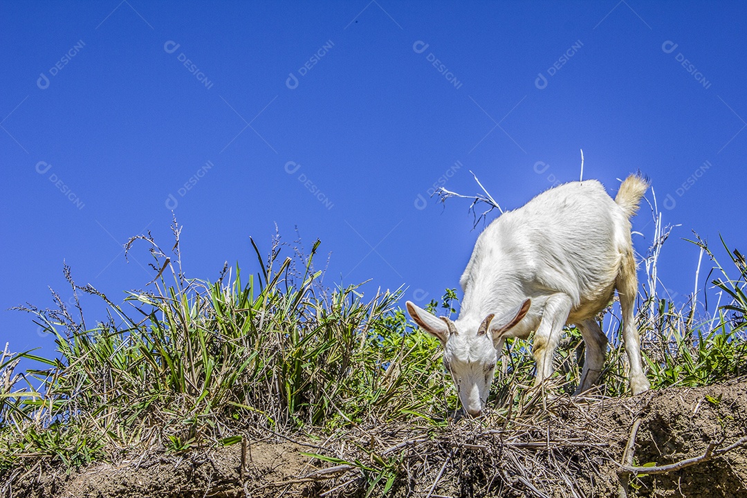 Paisagem cabra comendo grama.
