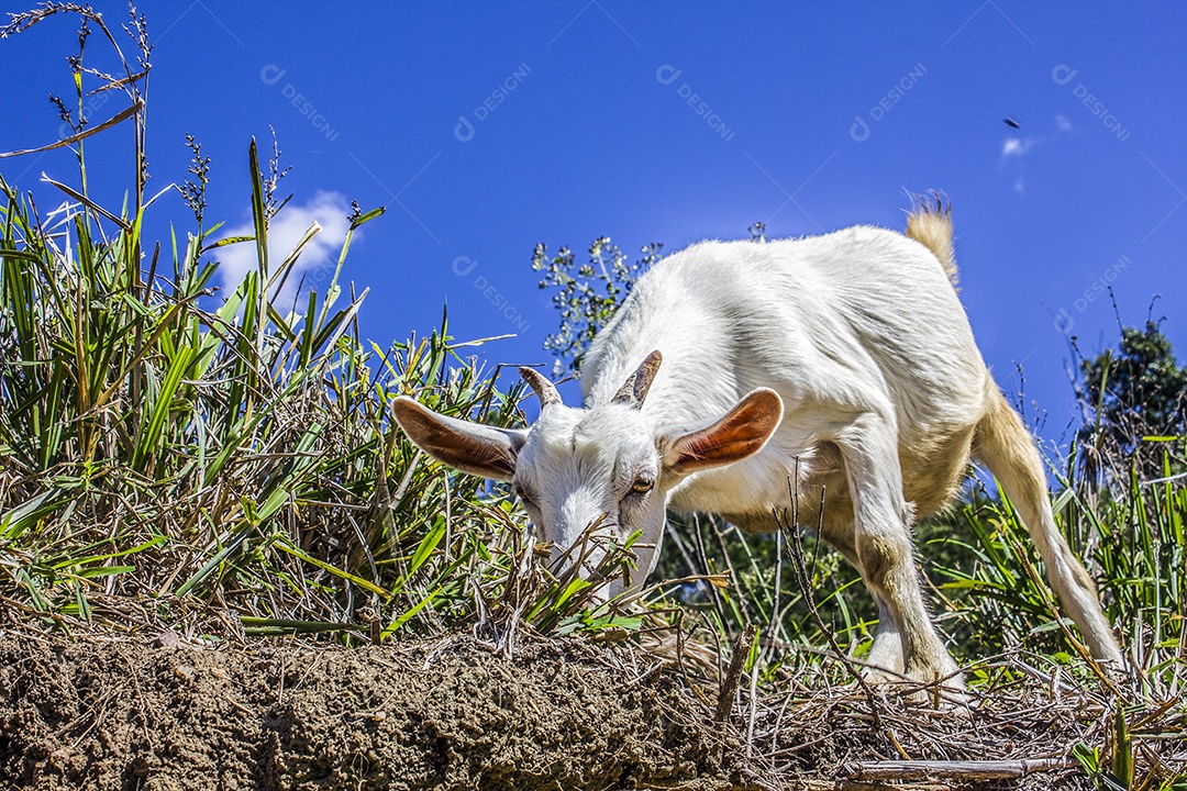 Paisagem cabra comendo grama.