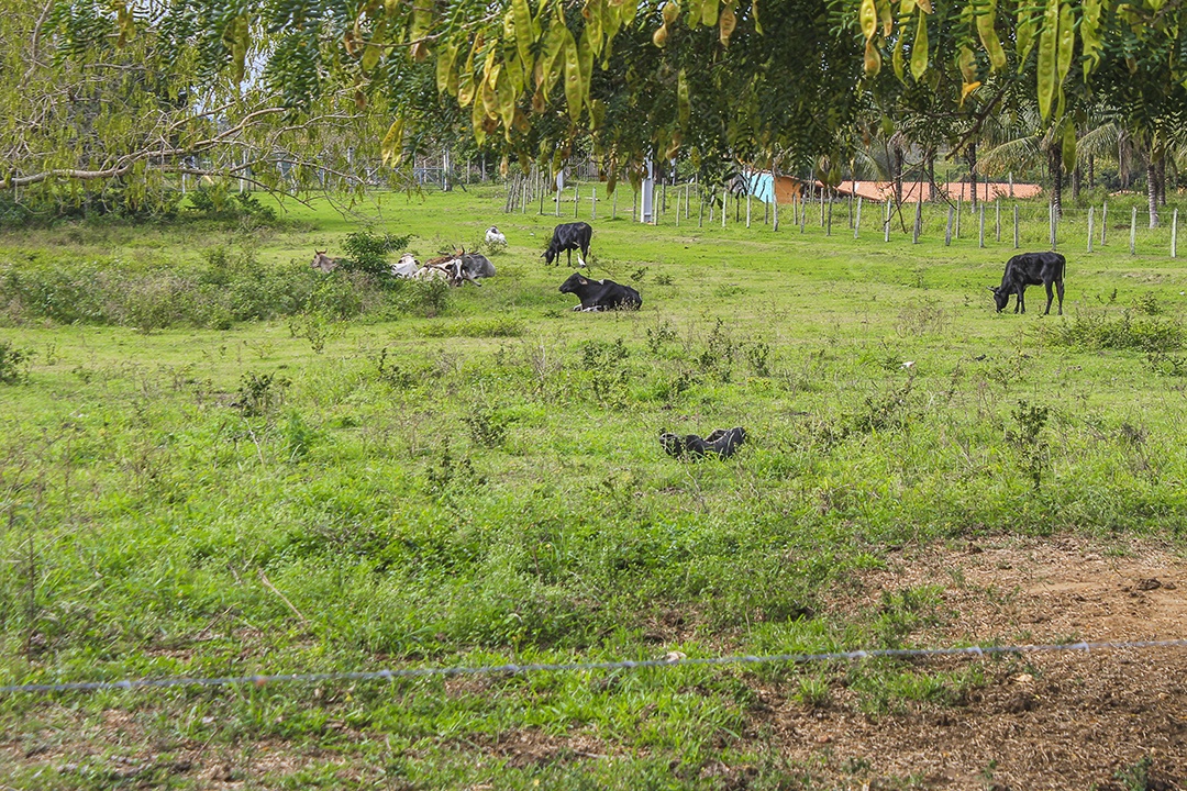 Fazenda vacas e boi brasileiro.