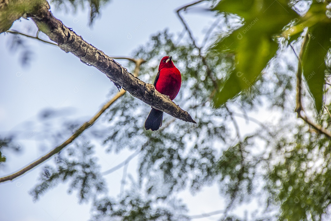 Paisagem de aves brasileiras ao ar livre.