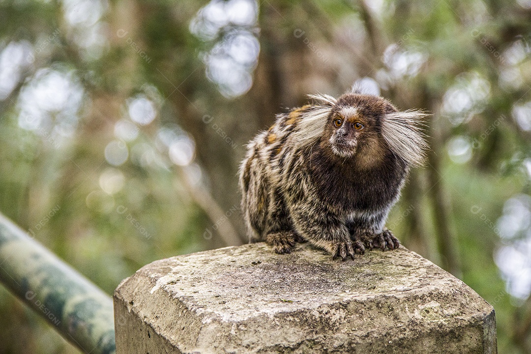Macacos brasileiros ao ar livre.