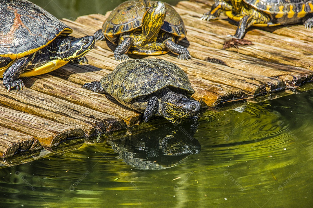 Tartaruga brasileira ao ar livre.