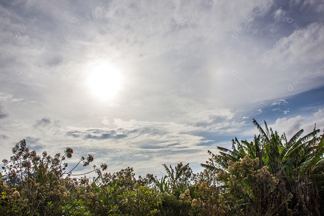 Trilha de pedra tronco em São Paulo.