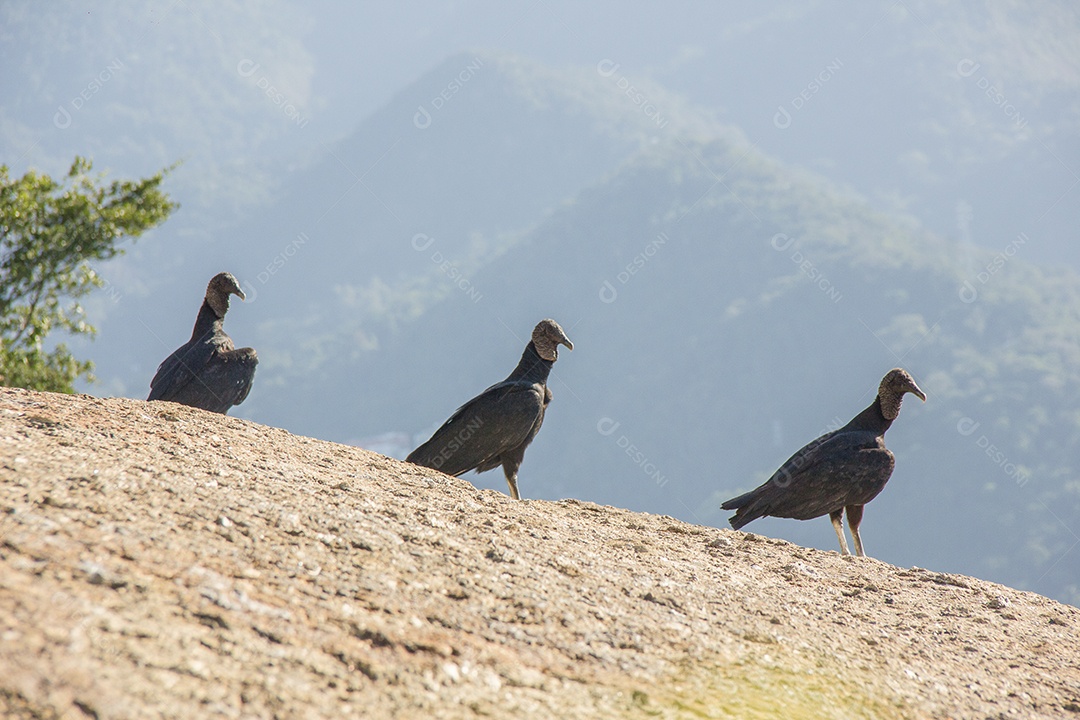 Trilha do morro da criançada em Copacabana.