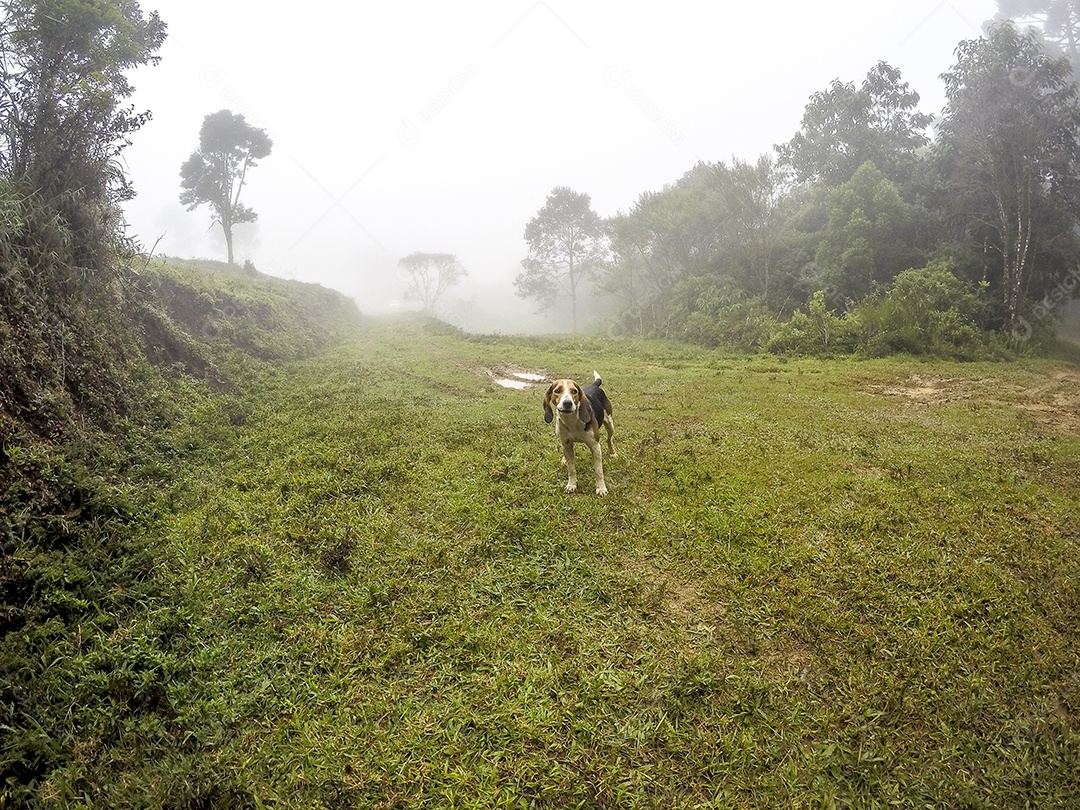 Trilha de montanha fina no Brasil.