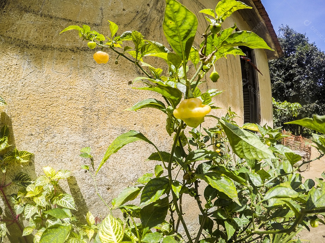 Visual da trilha entre os bairros de Jacarepaguá.