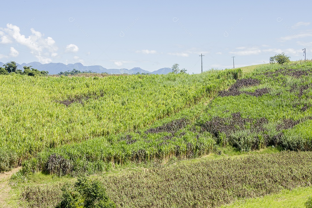 Detalhes do bananal São Paulo.