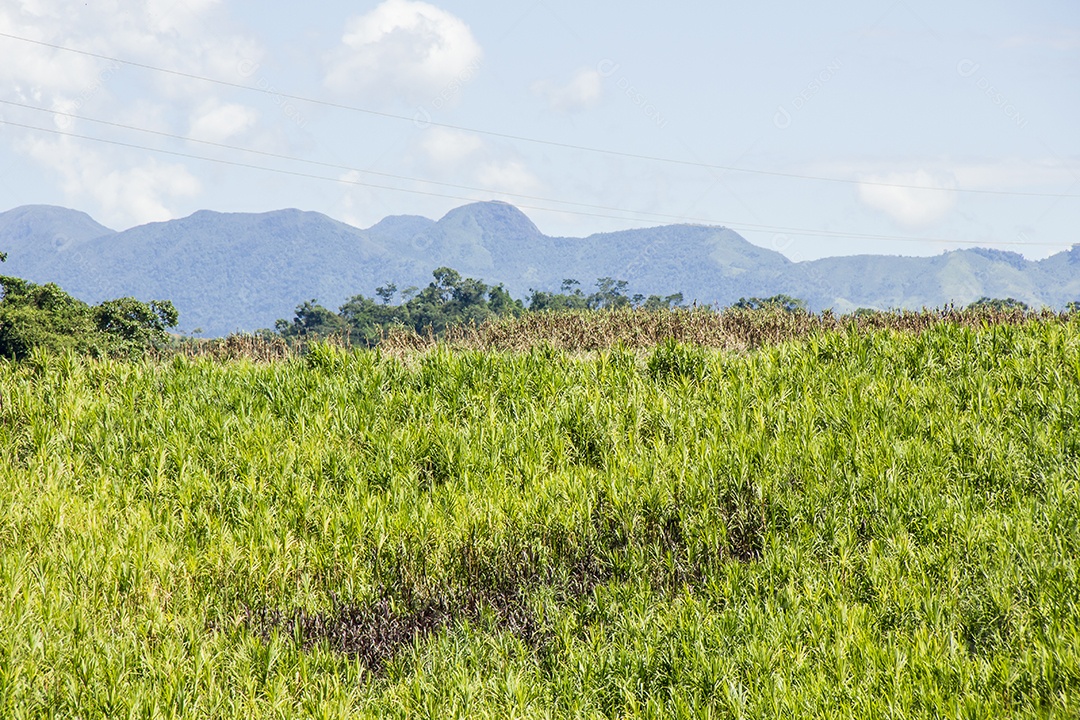 Detalhes do bananal São Paulo.