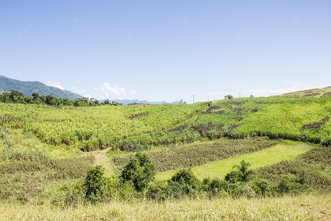Detalhes do bananal São Paulo.