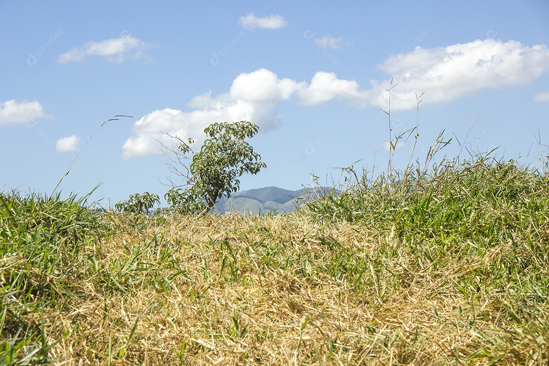 Detalhes do bananal São Paulo.