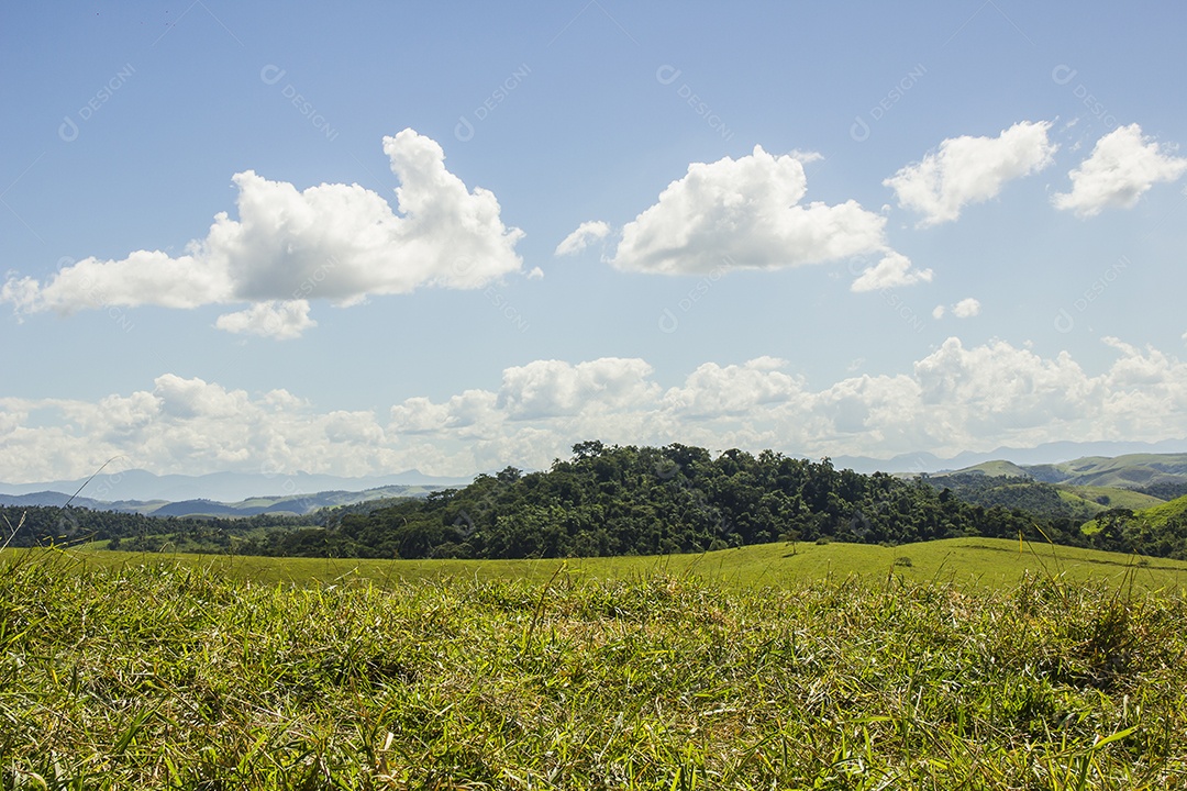 Detalhes do bananal São Paulo.