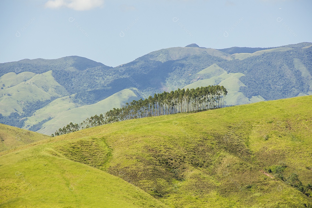 Detalhes do bananal São Paulo.