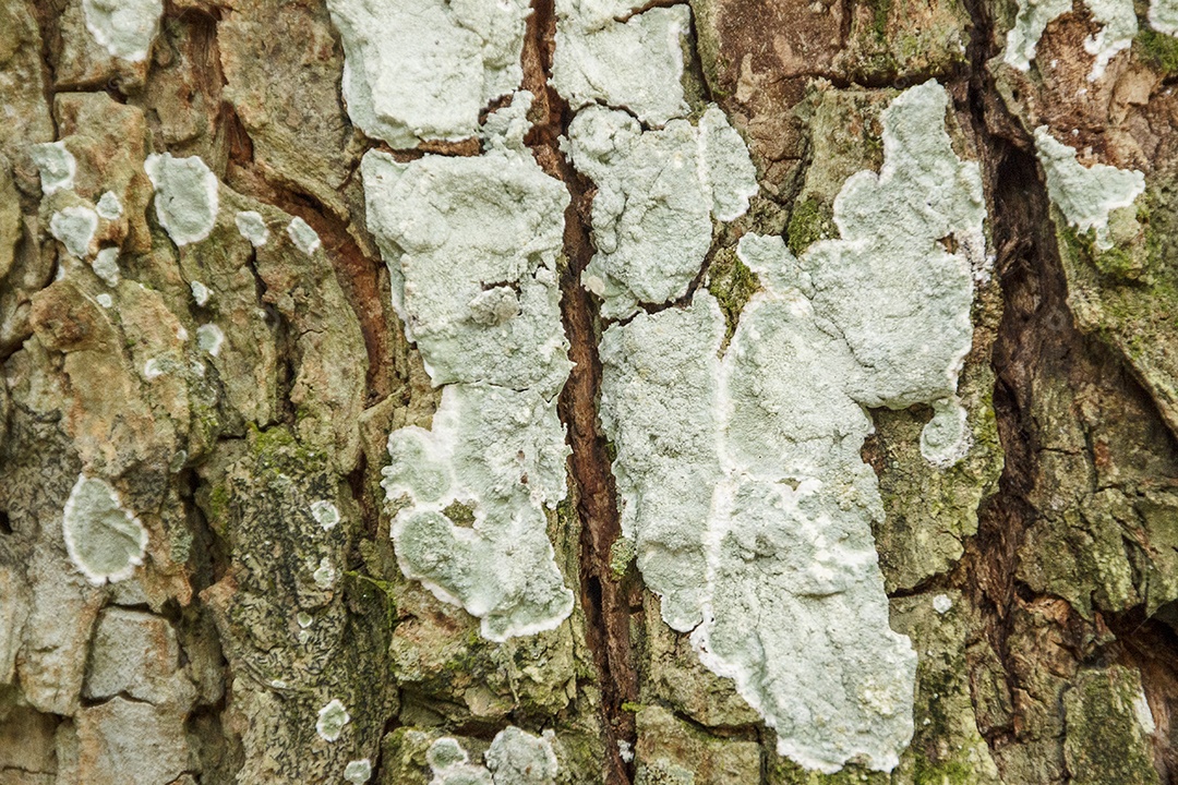 Imagens de fundo de textura.