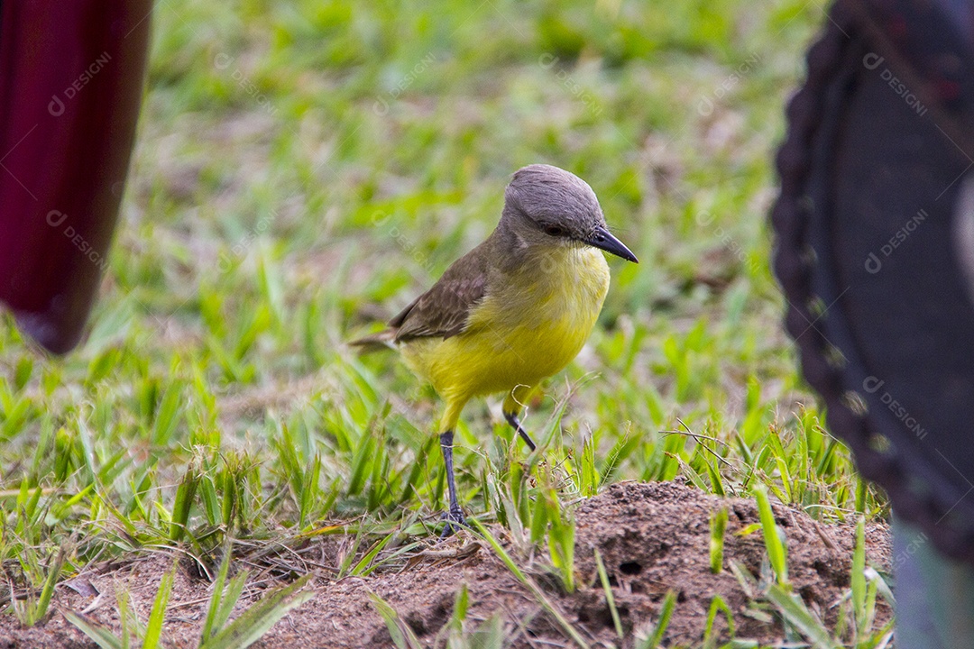 Pássaro sobre gramado verde