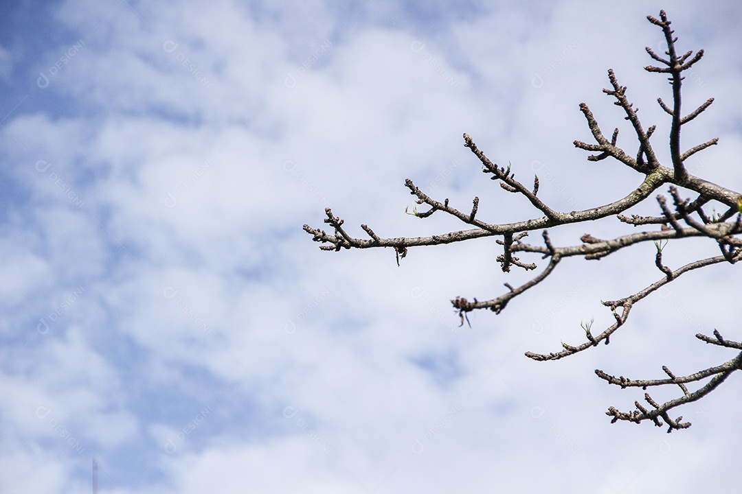 Ramos sem folhas com céu azul nublado