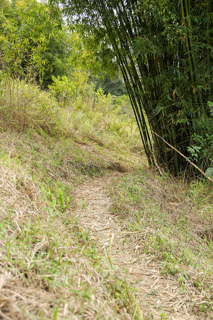 Trilha da floresta com bambus que ligam para alcançar o cume da montanha