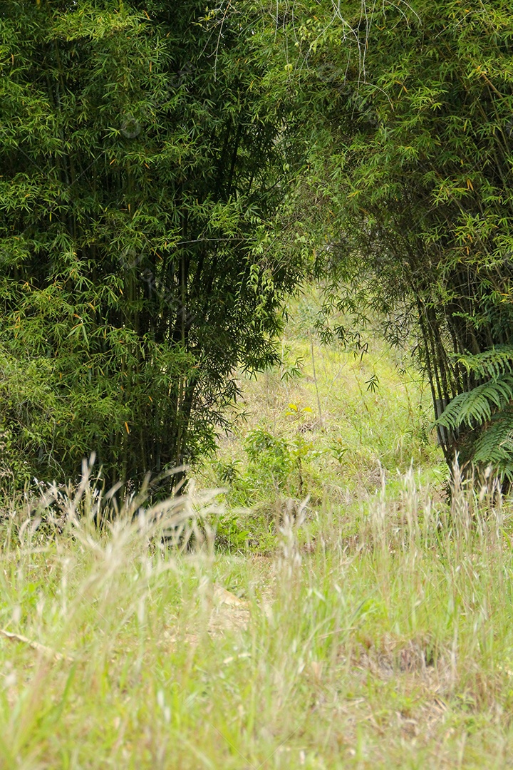 Trilha da floresta com bambus que ligam para alcançar o cume da montanha