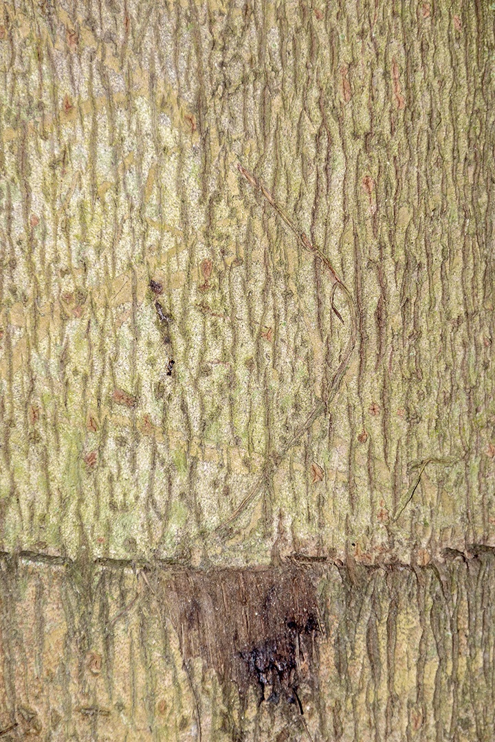 textura de casca de árvore para fundo Rio de Janeiro Brasil