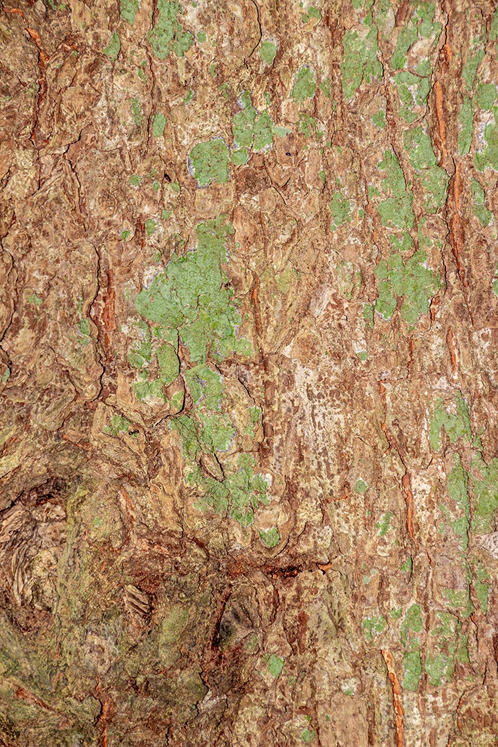 textura de casca de árvore para fundo Rio de Janeiro Brasil