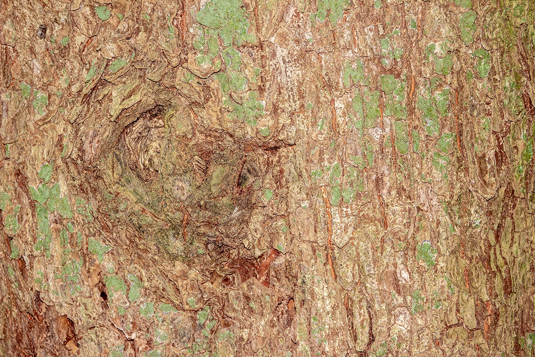 textura de casca de árvore para fundo Rio de Janeiro Brasil