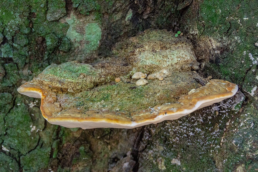 cogumelo em um galho de árvore no parque lage no rio de janeiro brasil.