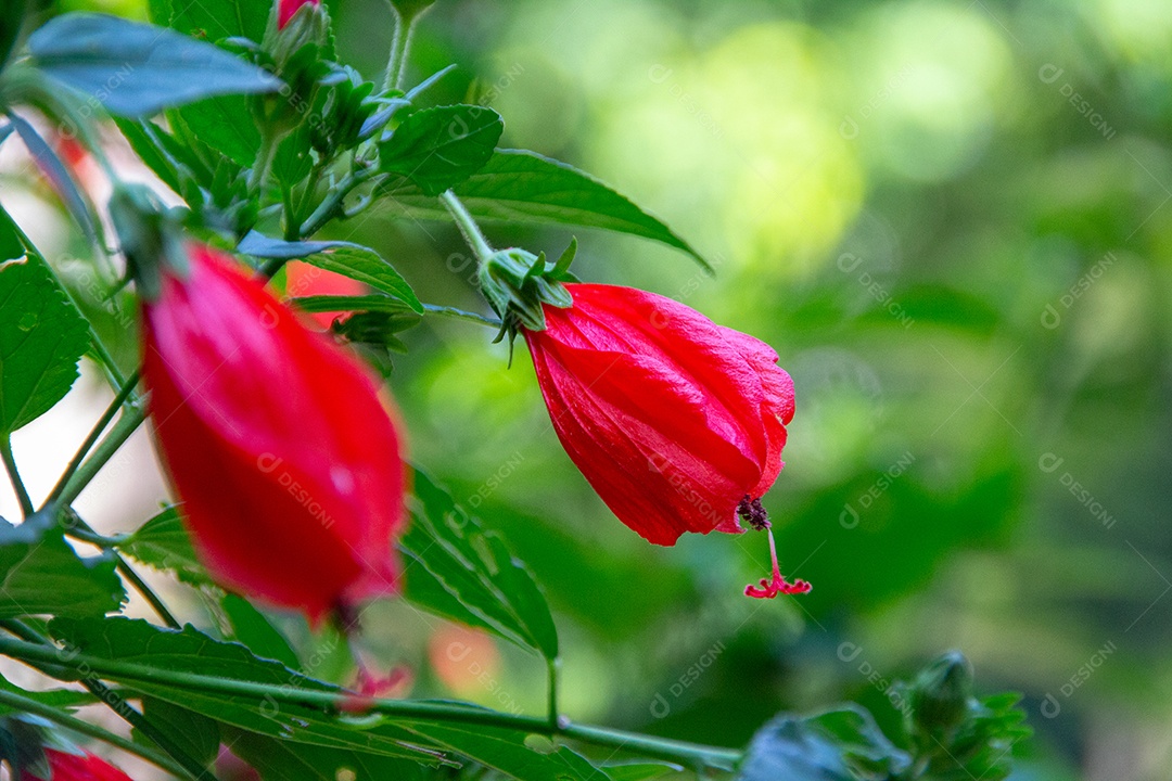 Hibisco vermelho ao ar livre com fundo desfocado no Rio de Janeiro - Brasil