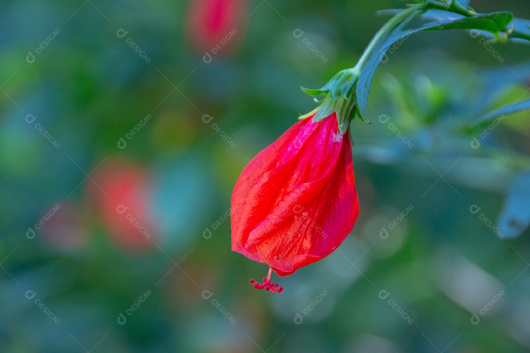 Hibisco vermelho ao ar livre com fundo desfocado no Rio de Janeiro - Brasil