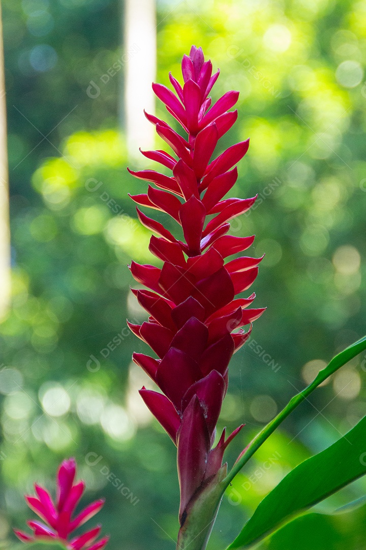 Red Ginger (Alpinia Purpurata) flor tropical rio de janeiro brasil