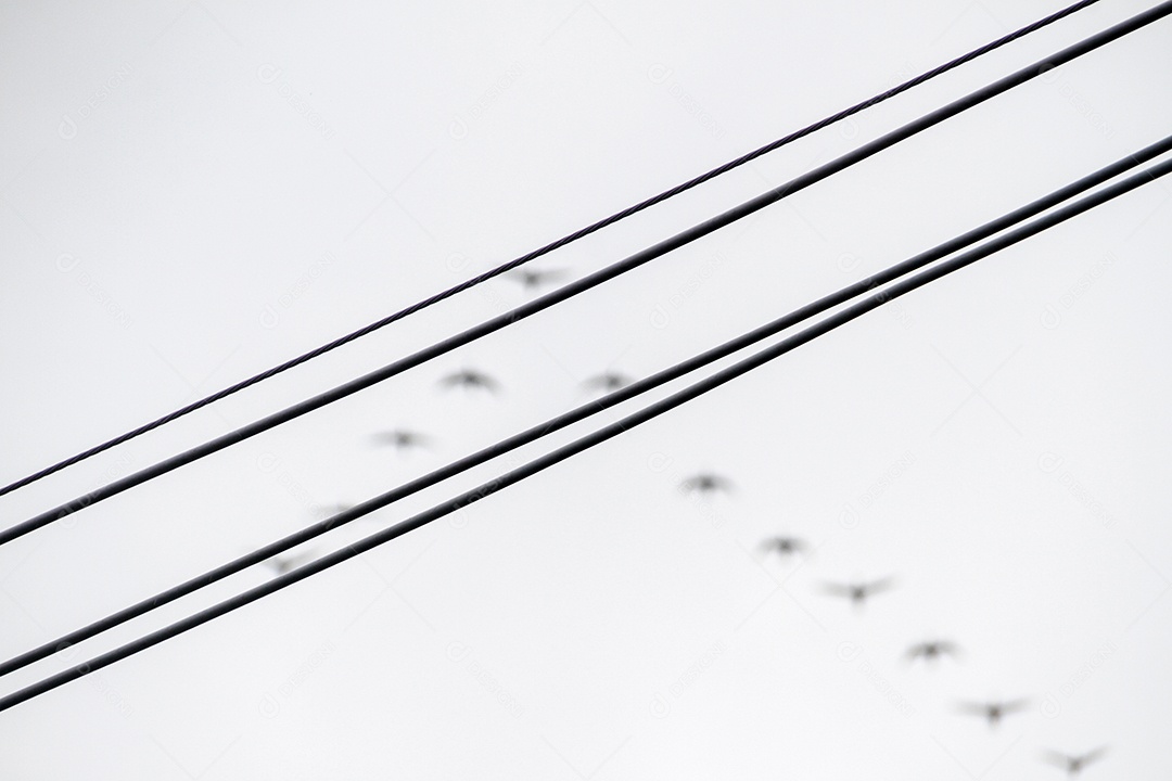 Silhueta de um bando de gaivotas, no céu do Rio de Janeiro, no Brasil.